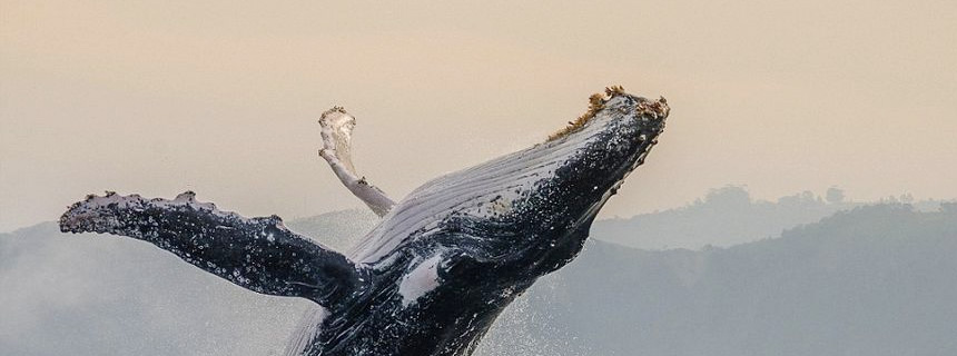 武汉货架,武汉货架厂,湖北货架,湖北仓储货架,湖北货架厂,湖北文件柜厂家,湖北高位货架批发,湖北工作台,武汉工作台批发,武汉仓储货架,武汉仓库货架,武汉货架批发,湖北货架厂,湖北仓储货架,武汉货架公司-武汉巨得力货架.